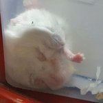 <b>햄스터</b> 왜 이렇게 잠