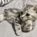서울 애들 아직 <b>격주</b>임?