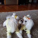 우리집 강아지 <b>땅</b>비 자랑해요