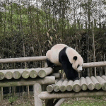 아빠<b>판다</b> 러바오 댄스