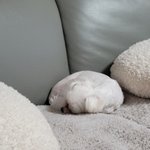 [이것좀봐줘] 달팽이인줄..ㅠㅠ