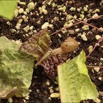 [내가한요리] 3년차 자취생의 집밥일기 (2) +소소한 베이킹