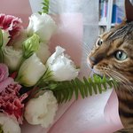 [고양이] 호기심 가득한 벵갈고양이 <b>치타</b>의 모습