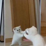 얘들아 이거 <b>체중계</b> 고장난건가?