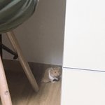 언니방에서 키우는 햄스터 탈출해서 <b>내방</b>옴ㅅㅂ