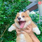 [NCT즌] 귀여운 강아지나 봐 얘들아