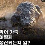 <b>악어</b>가죽 생산과정