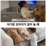 [강아지] 아기 <b>농락</b>하는 강아지!