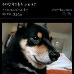 아무튼 <b>닥스훈트</b>임!.jpg
