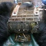 [방탈죄송] 용인 <b>사육</b>농장에서 곰이 탈출 한 이유