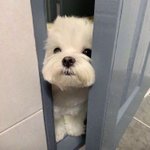 [19] 아이돌들 색수 어떻게 할까