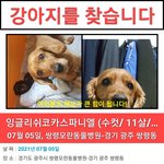 경기광주 쌍령동 병원과실로 강아지잃어버림(찾았어요)