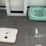 학교에 <b>방치</b>되 있는 강아지들 진짜 불쌍해,,