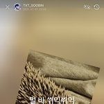 <b>수빈</b>이 고슴도치 화났대