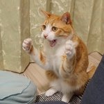 [댓글부탁해] 디씨 싸움나서 <b>피난</b>왔음