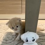 [NCT즌] <b>위협</b>받고 있는 툥야