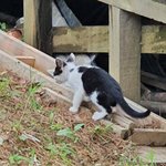 [꼭조언부탁] 길고양이 밥