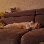 우리<b>집</b> 냥이도 <b>한</b>번 보고가