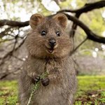 <b>쿼카</b>의 오잉?❤️