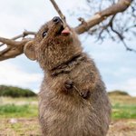 <b>쿼카</b>의 메롱❤️