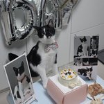 [고양이] <b>쿠쿠</b>남매 자랑해요~