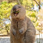 쿼카의 웅<b>냠냠</b>❤️