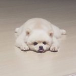 [강아지] 보고있으면웃김