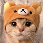 <b>야옹</b>