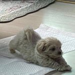 <b>모야</b>