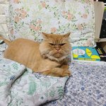 [고양이] [2021 10묘]2년 6개월만에 돌아온 10묘네(이젠...