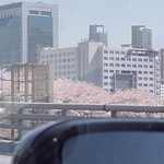 [NCT즌] 제노 <b>벚꽃사진</b> 버블로 온거야?