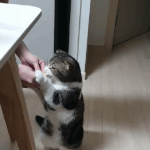 우리집 뚱냥이 볼랭?