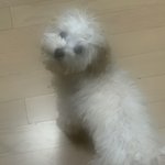 [댓글부탁해] 우리집 댕댕이 <b>미용</b>했는데 하..