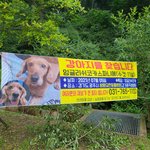 병원에서 강아지를 놓쳤습니다. 11살 코카스파니엘 누래를 찾아주세요