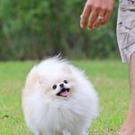 [드루와] 귀짤밭에서 강아지로 눈<b>정화</b>하자