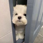얘 <b>재롱</b>인가???