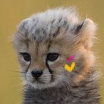 [NCT즌] 얘 사자한테 잡아먹혓다매