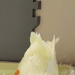 <b>궁디</b>