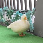 오리는 진짜 짧뚱의 <b>정석</b>인 동물인듯