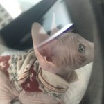 [댓글부탁해] 고양이 이름 추천해줘