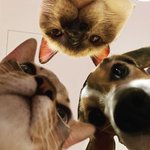 [NCT즌] 냥멍이들도 <b>모닝</b>