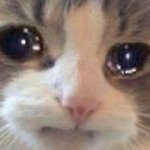 자가<b>격리</b> 해본 애둘아