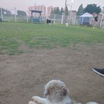 [꼭좀읽어줘] 유기견 <b>임시</b>보호 / 해외입양 잘 알아보세요.. 나쁜x들...