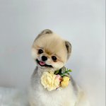 [강아지] 울 강<b>쥐들</b>~~~