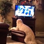 개<b>차원</b>에서 놀러온게 분명한 똥꼬발랄 댕댕쓰