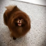 제니 강아지 ㄹㅇ 개기<b>엽지</b>않냐