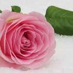 남사친이 갑자기 <b>장미</b>를 선물주는데.. JPG