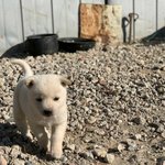 [드루와] 블랙위<b>도우</b> 쿠키영상 뭔 내용임?