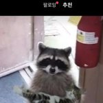 [댓글부탁해] 이 너구리 짤 <b>원본</b> 있는 사람!!!