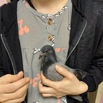 비둘기한테 <b>간택</b>당했습니다…